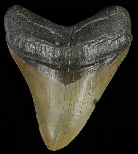 Fossil Megalodon Tooth #69255